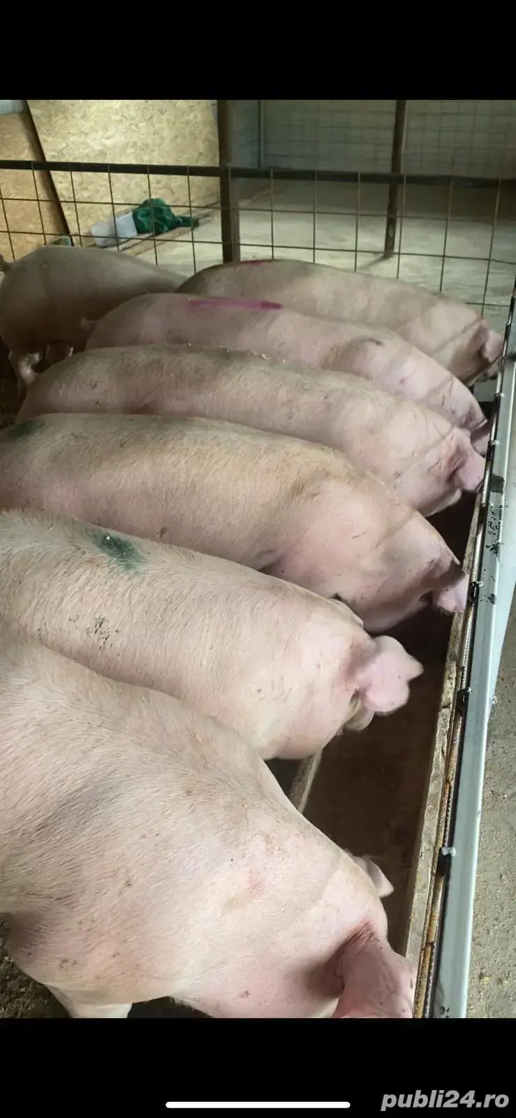 de vanzare porci de carne  de vanzare porci de carne