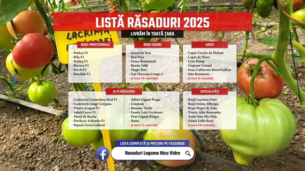Rasaduri | Rasad rosii romanesti si hibrizi ardei vinete castraveti