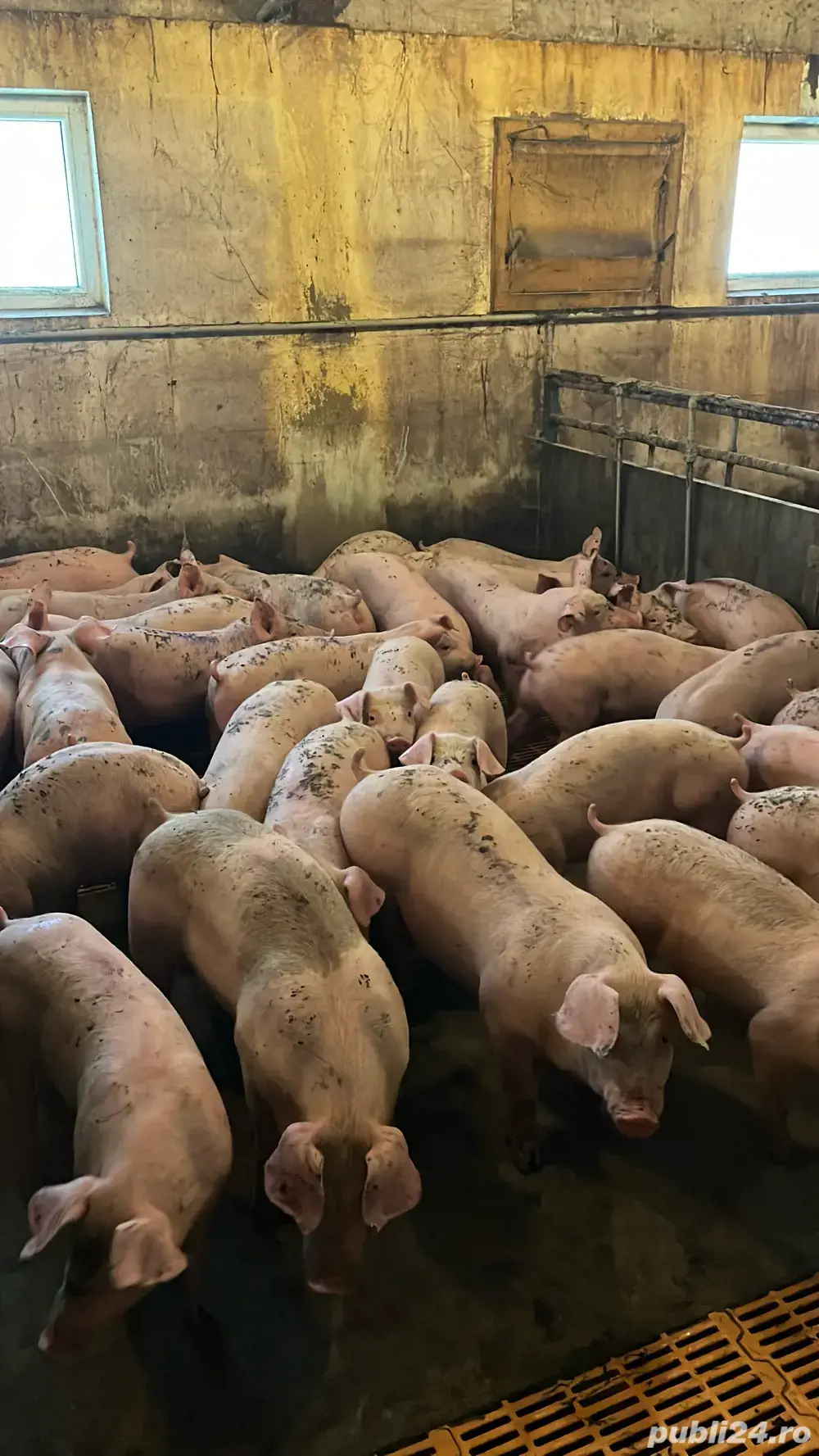 Purcei de vânzare.