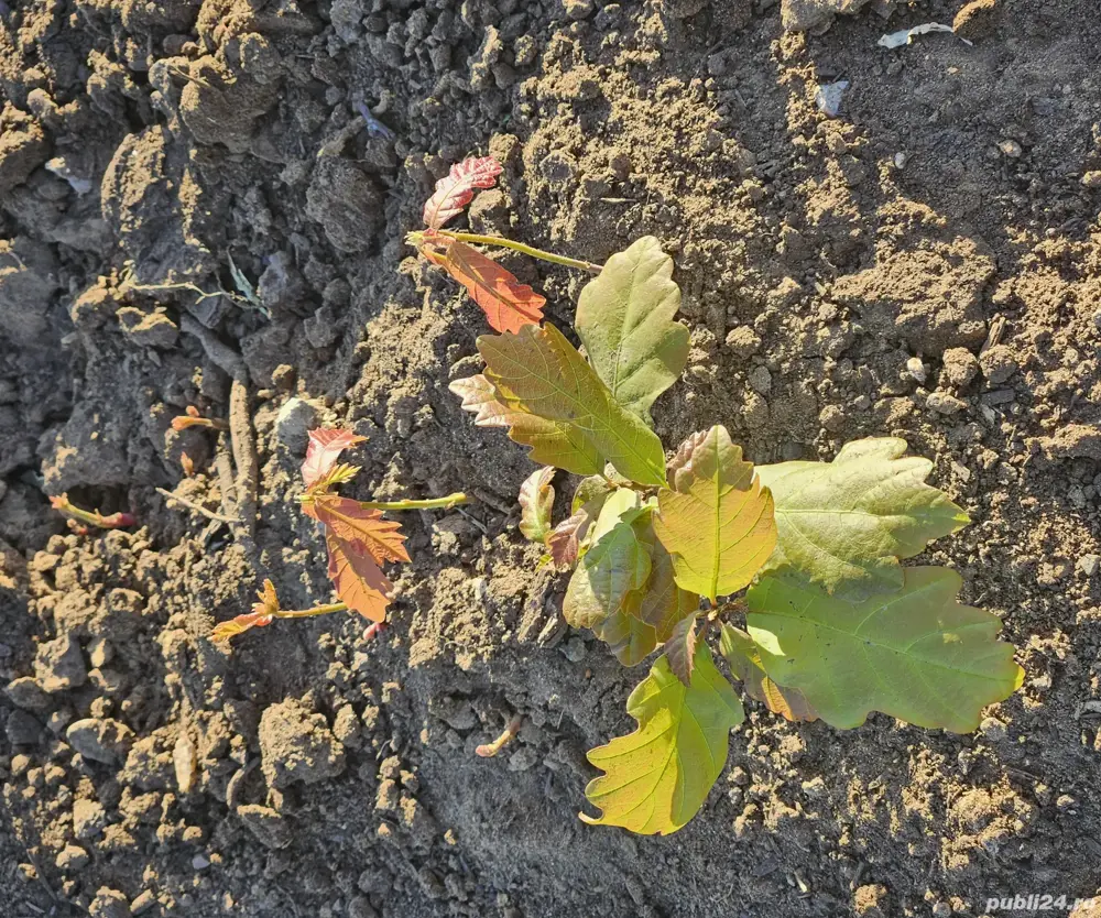 puieti forestieri certificati