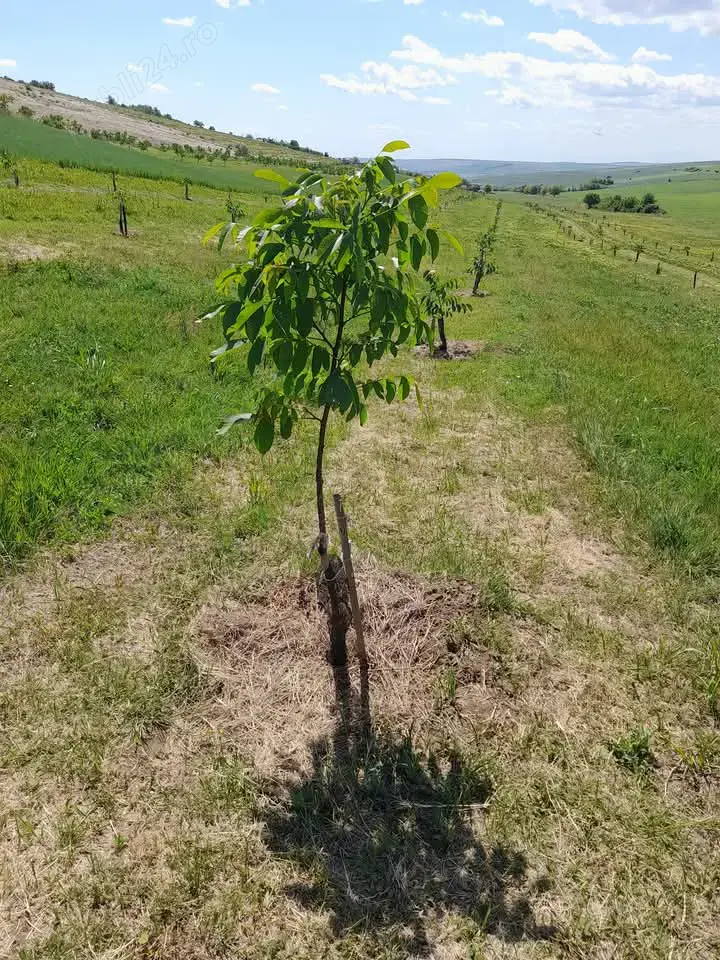 Vând livadă nuc ecologica 