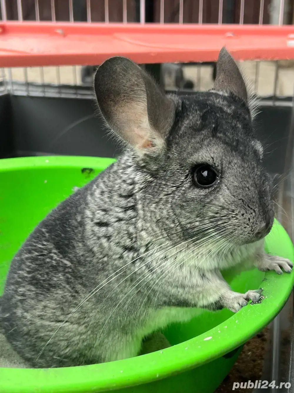 Sinsila cu par negru