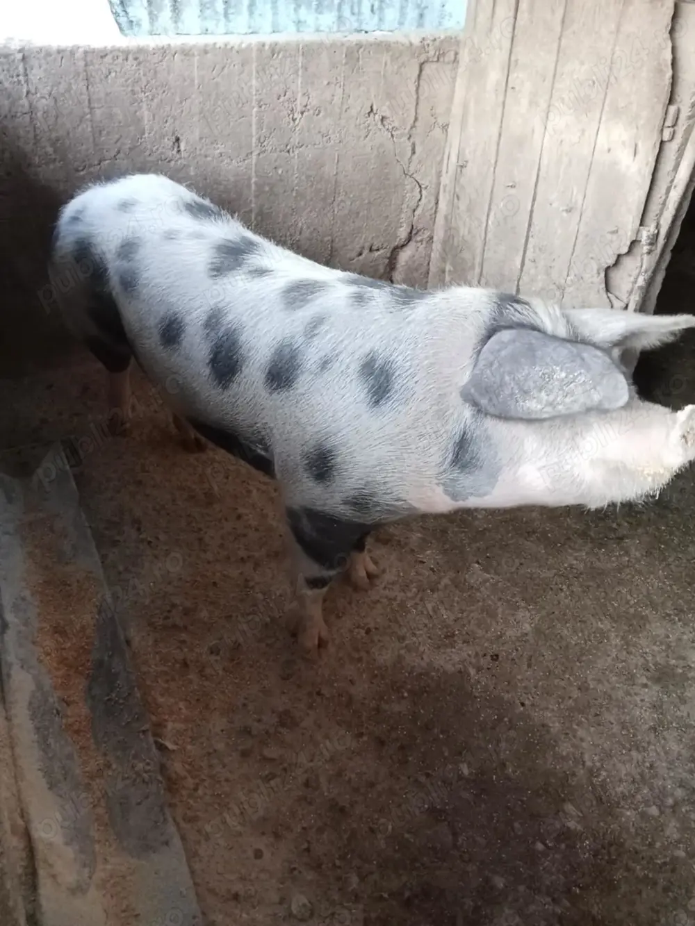 Vand porc Pietrean  160kg