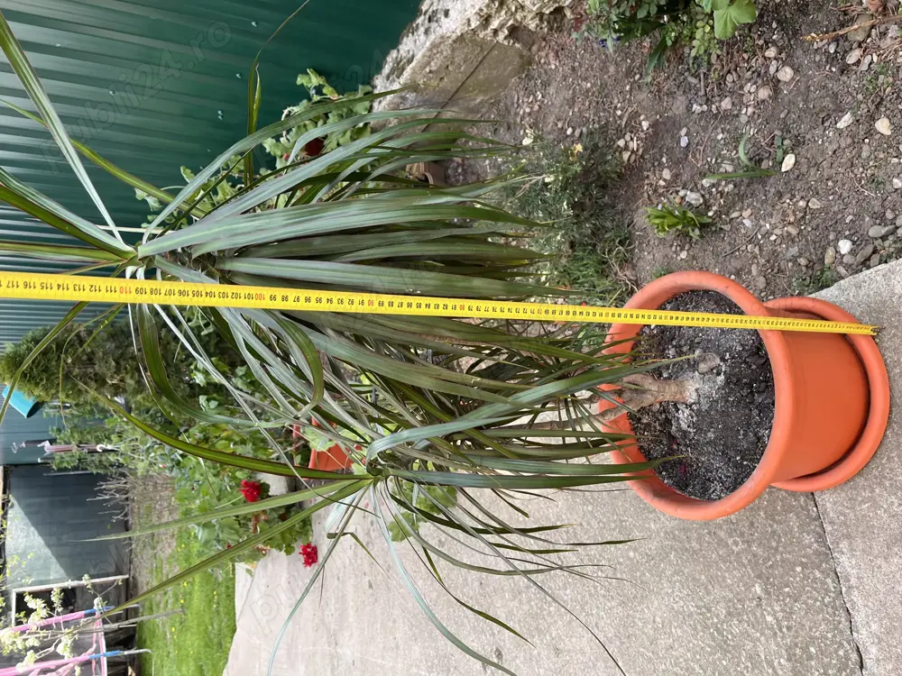 Vând floare Dracena