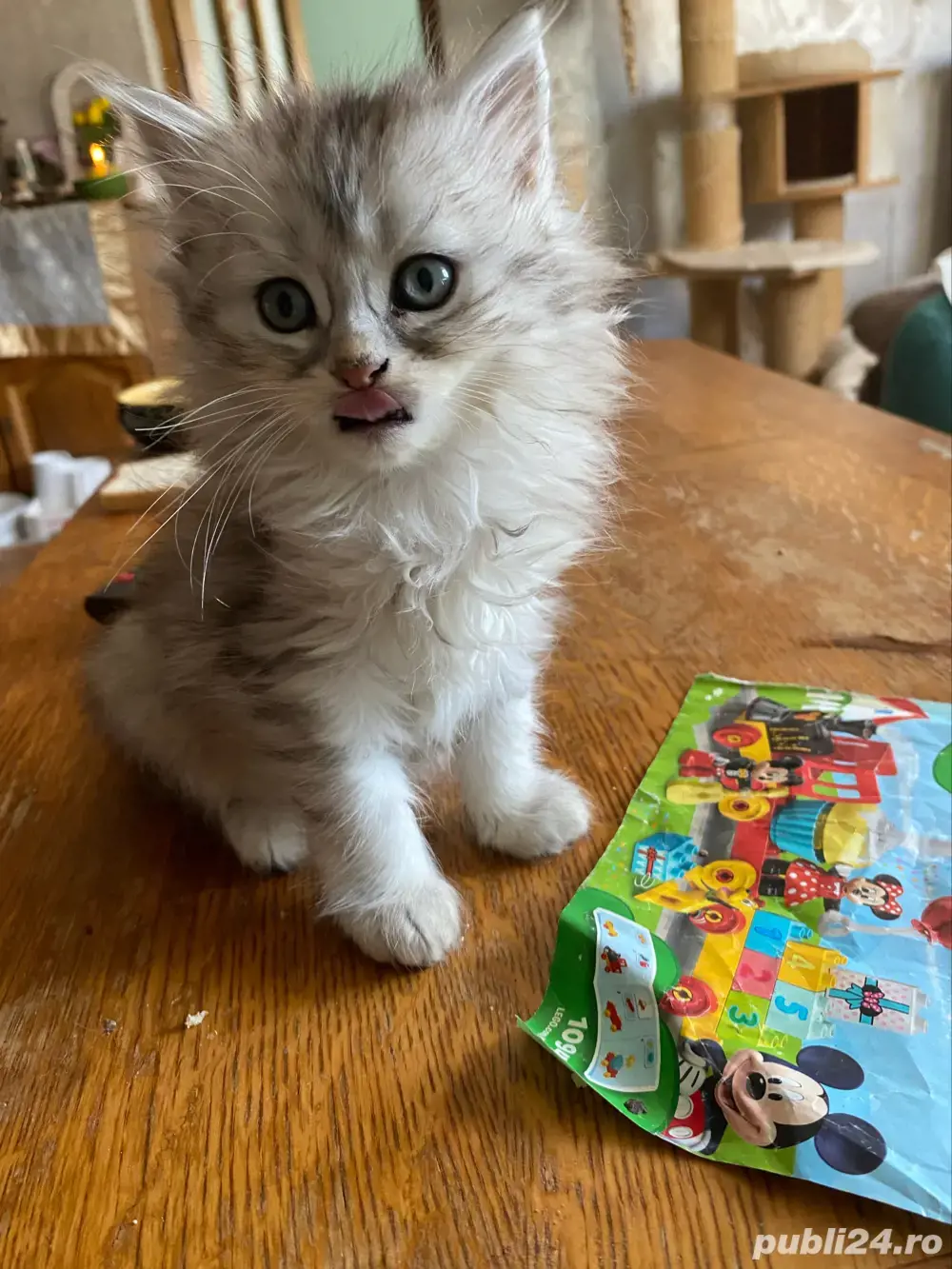 Norvegiana de padure ,fetita!