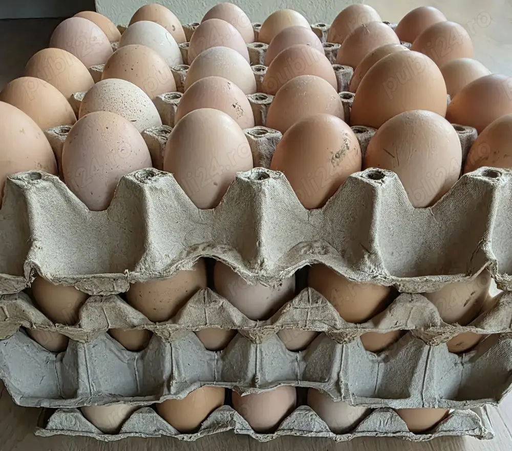 Vand oua gaina crescute la curte!! 1.3 lei buc pt min 30 buc