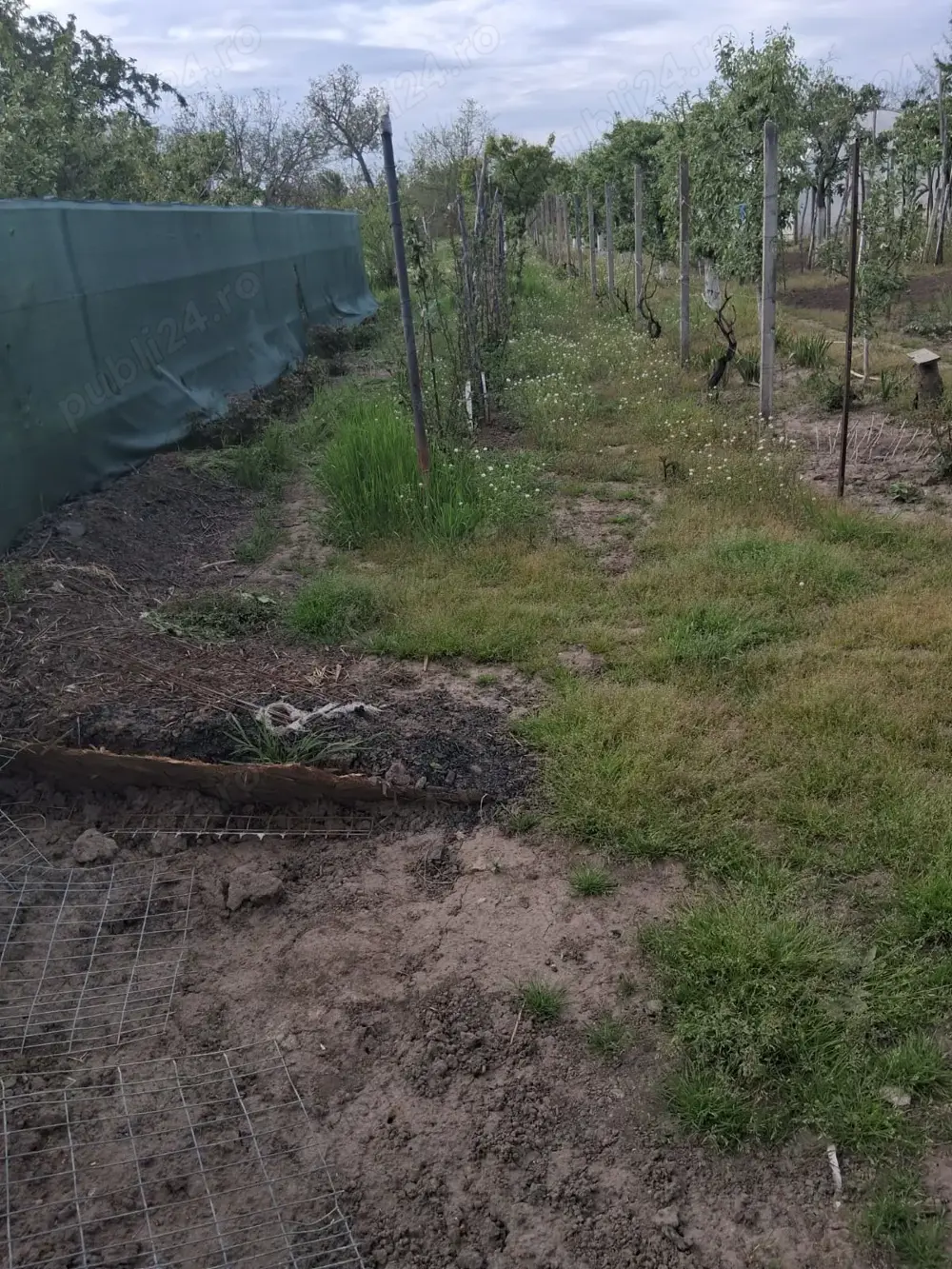 Teren de vanzare, comuna 1 Decembrie   județul Ilfov 