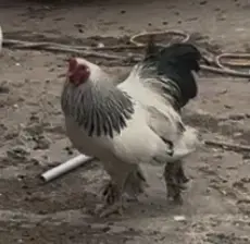 Vând găini diferite rase 