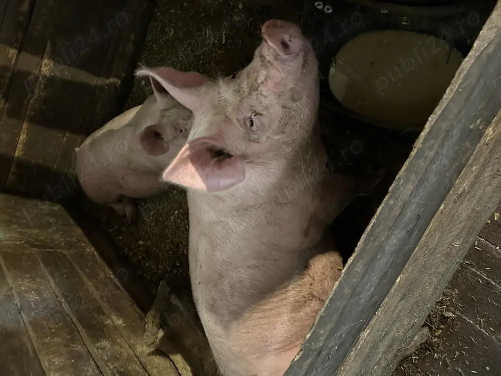 Vând porci de carne  Vând porci de carne