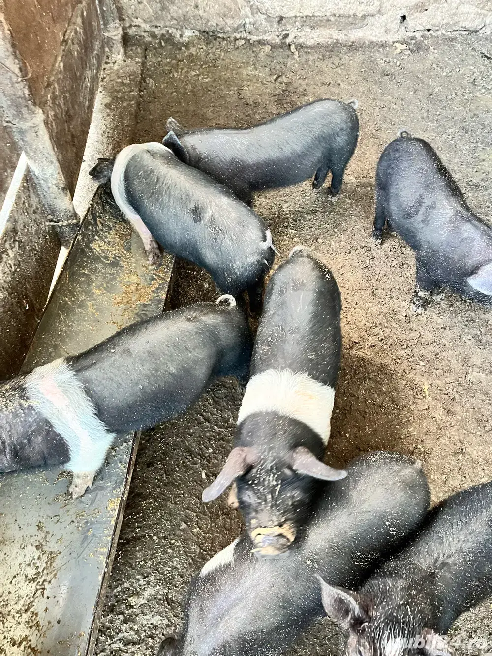 purcei de 40kg purcei de 40kg