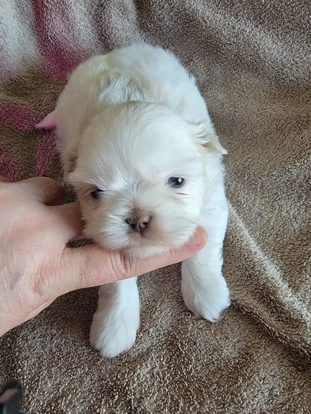 Fetiță Shih-Tzu Toy "albă ca spuma laptelui"!
