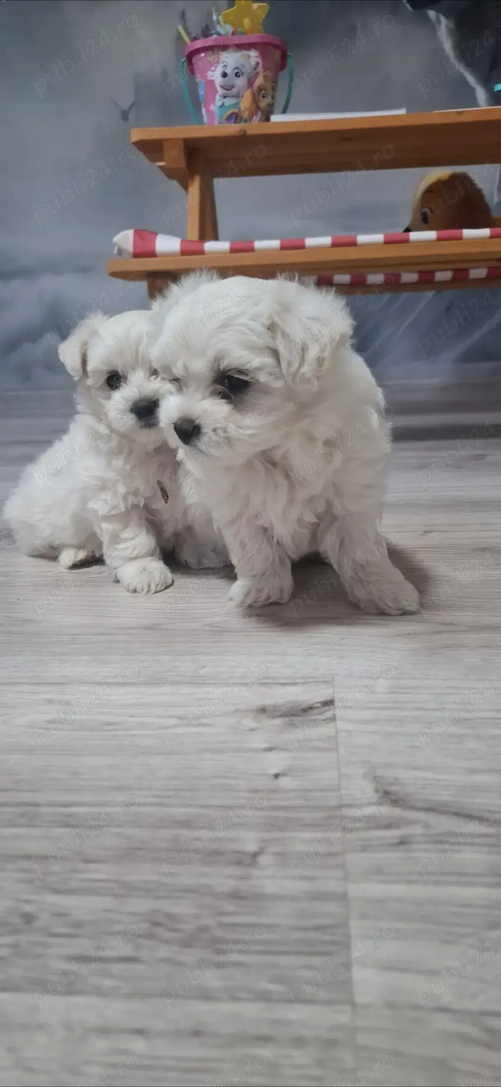 Bichon maltez cateluse  