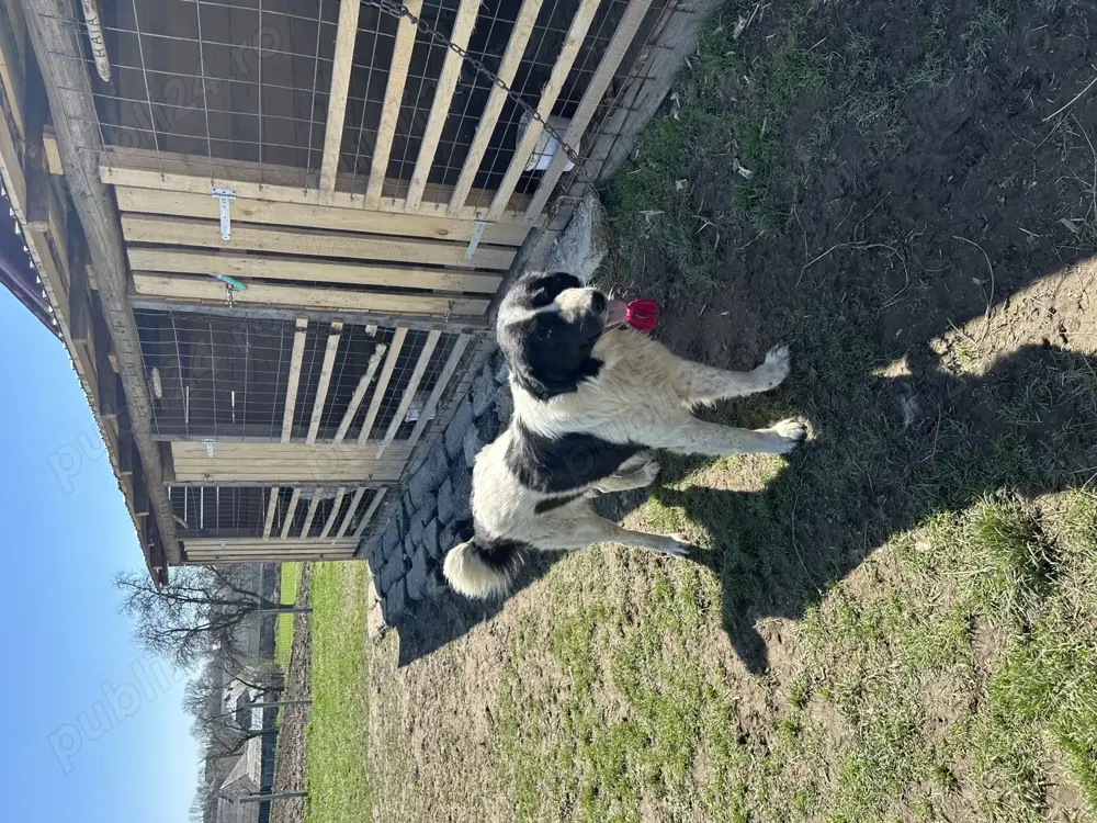 Mascul ciobănesc de Bucovina 