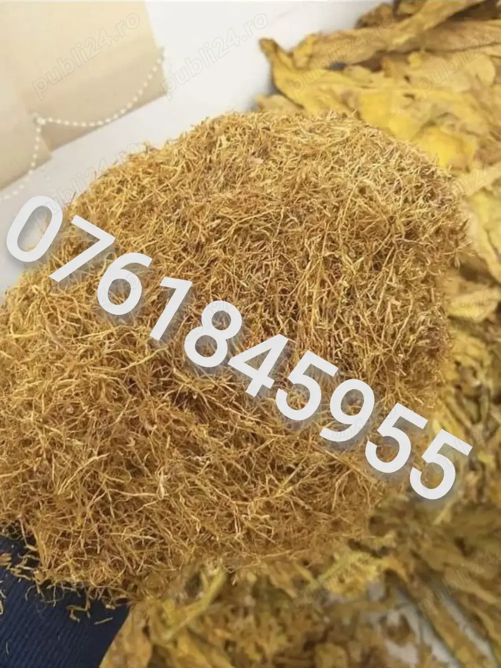 Fir galben olanda