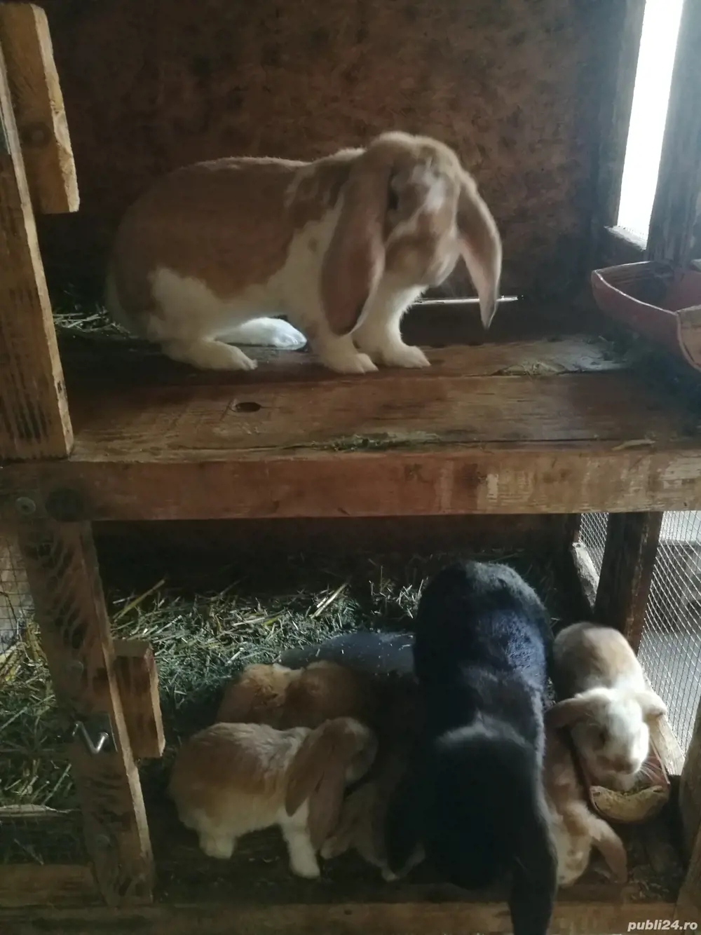 Iepuri berbec german 