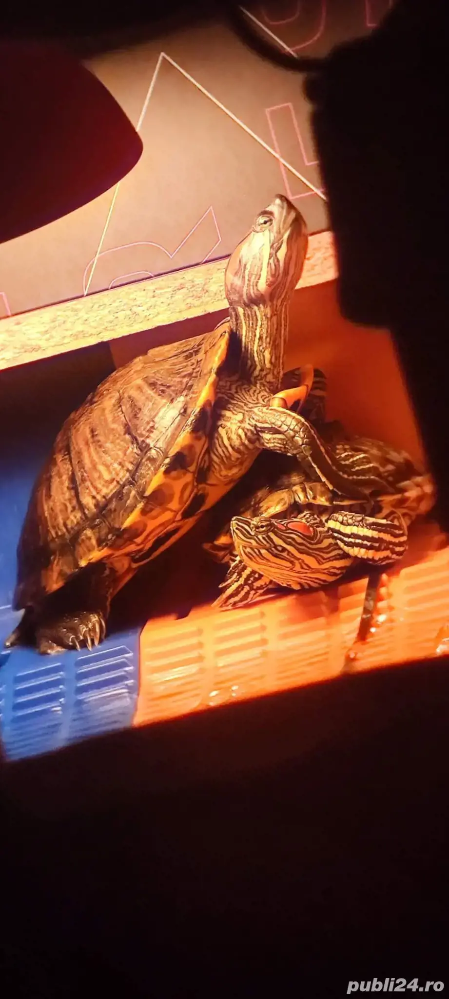 broaște țestoase cu tample rosii broaște țestoase cu tample rosii