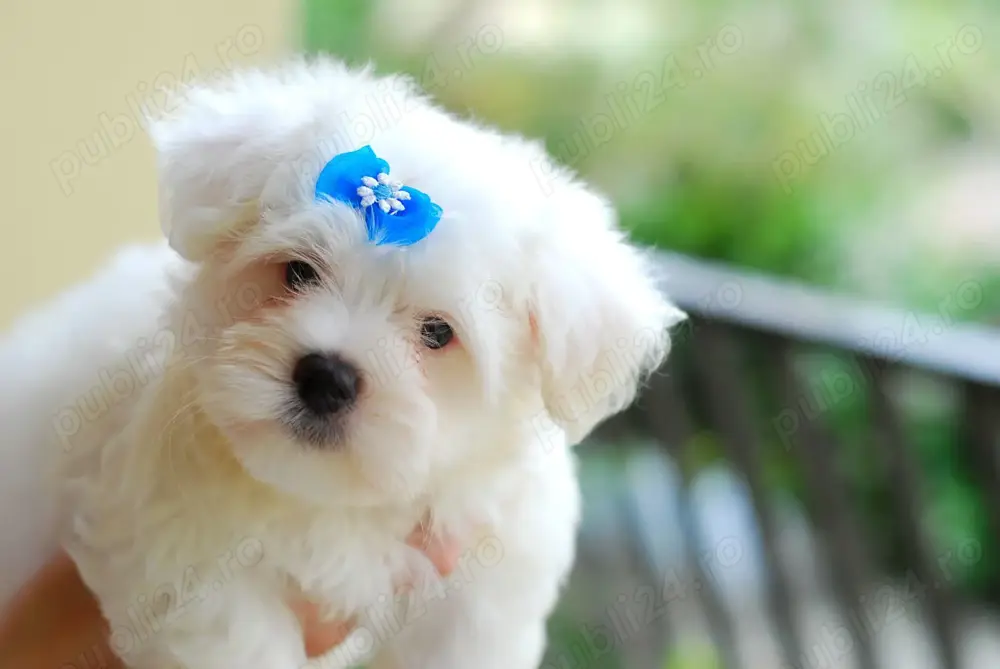 Puiuți Maltipoo albi ca zăpadă! Puiuți Maltipoo albi ca zăpadă!