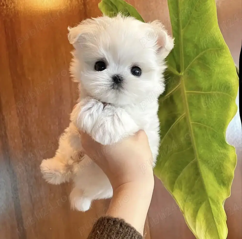 Ofertă! Căței Bichon Toy la doar 1500 lei