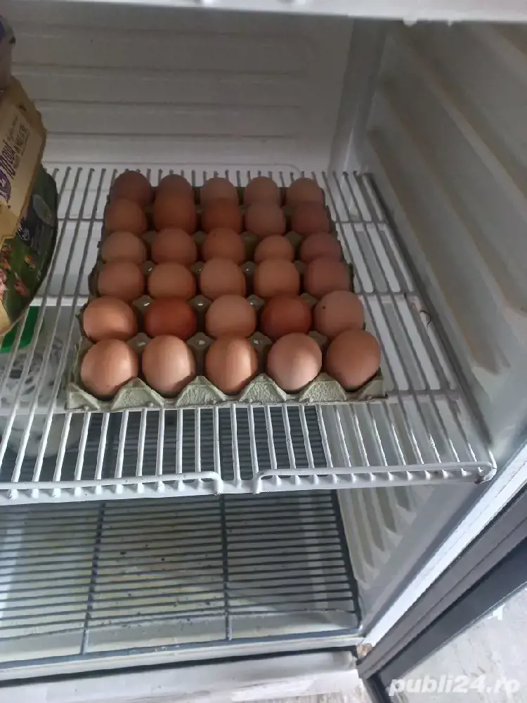 Ouă proaspete găini 