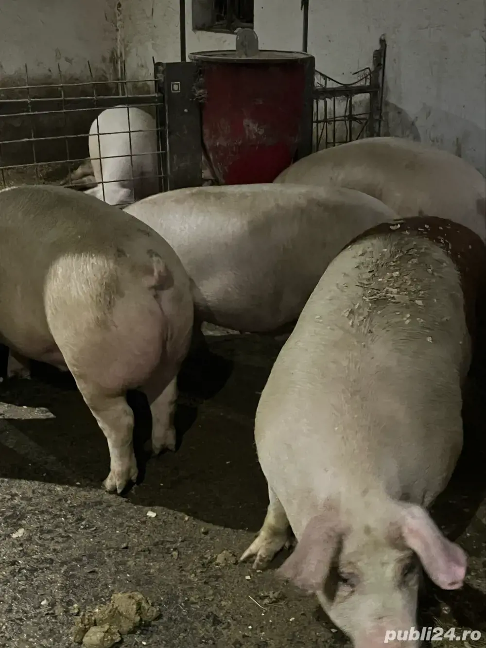 vind si porci vind si porci