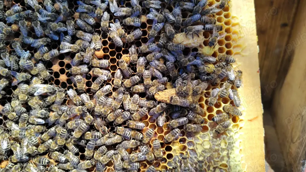 Familii de albine și mătci