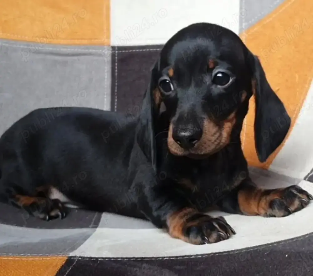 Căței Teckel disponibili 