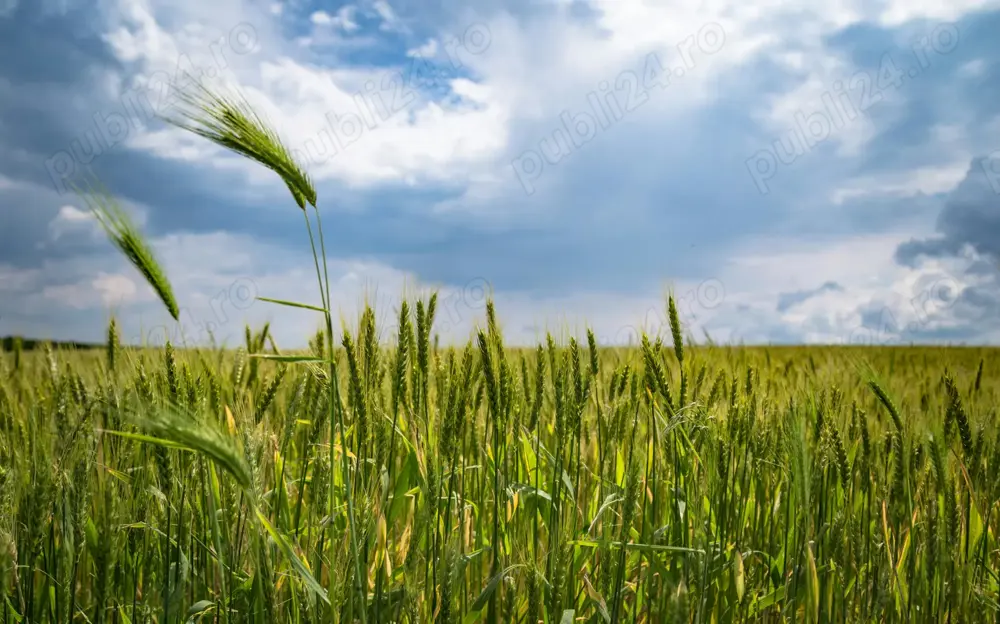 Vand 5 ha teren agricol extravilan - Ciochina, Ialomita