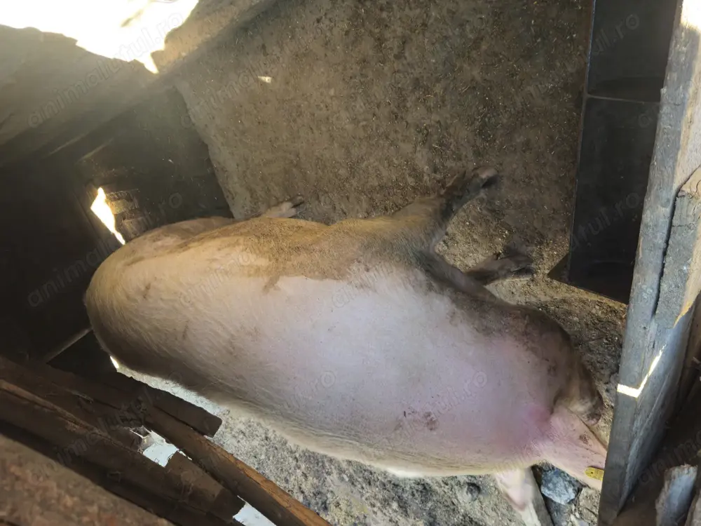 Porc de vanzare 