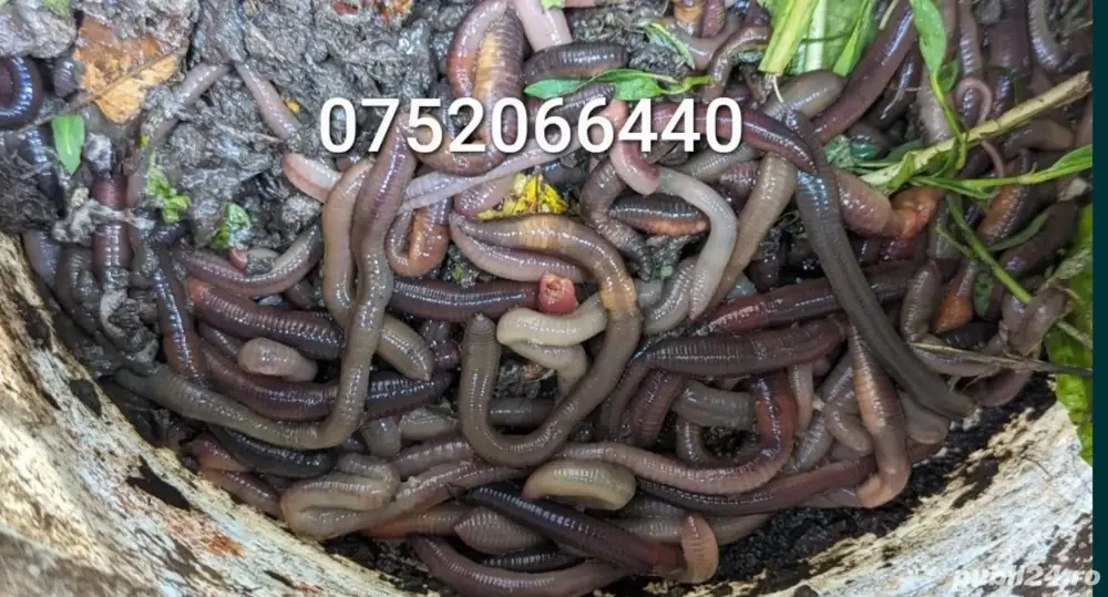 Vand rame negre roșii groase de roua 20cm pescuit somn clonc