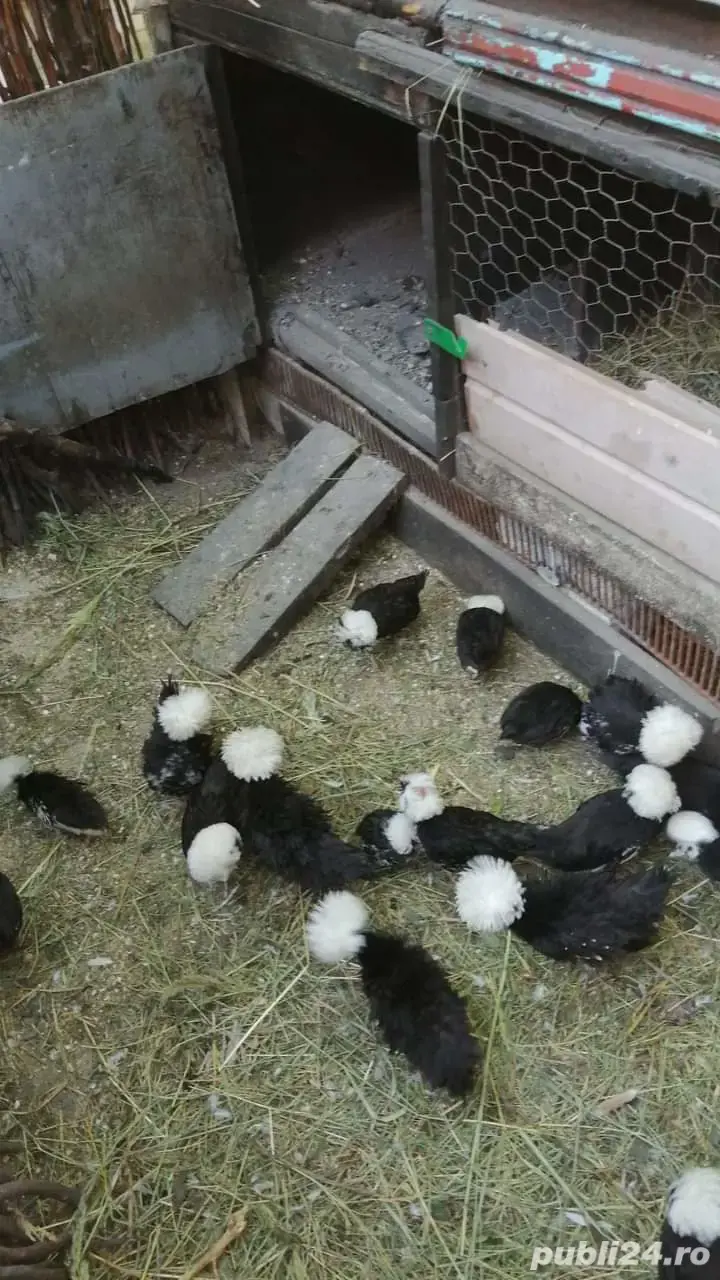 Vînd pui și ouă de Moțată olandeză Vînd pui și ouă de Moțată olandeză