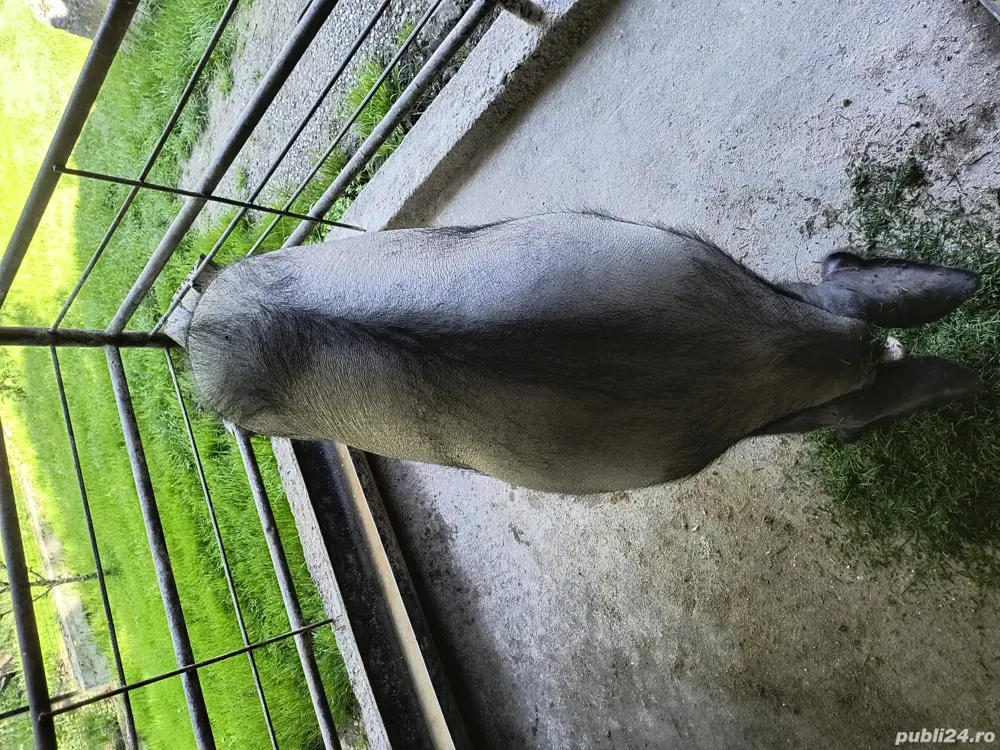 Vand porc  Vand porc