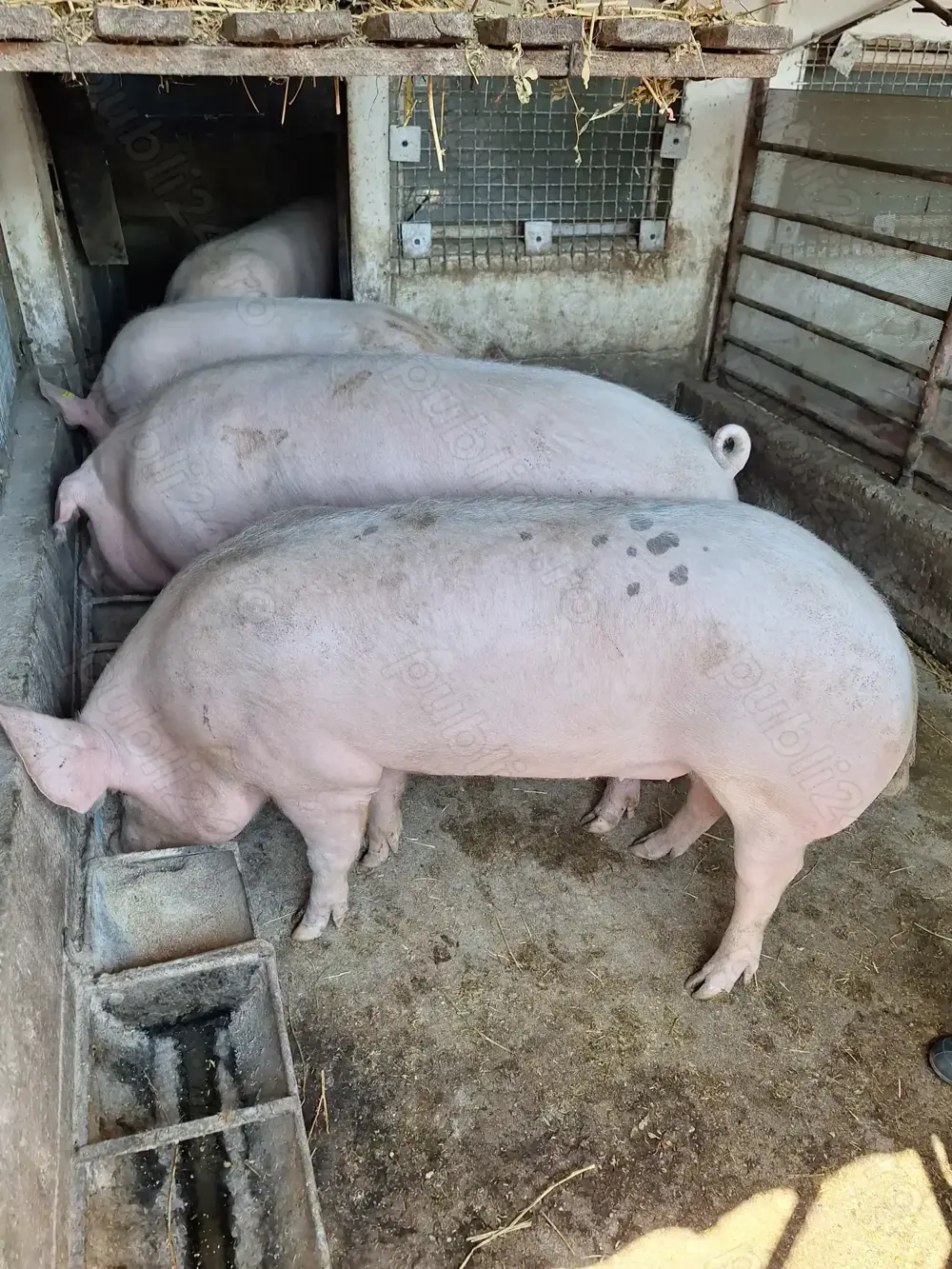 Porc gras rasa pietrean 