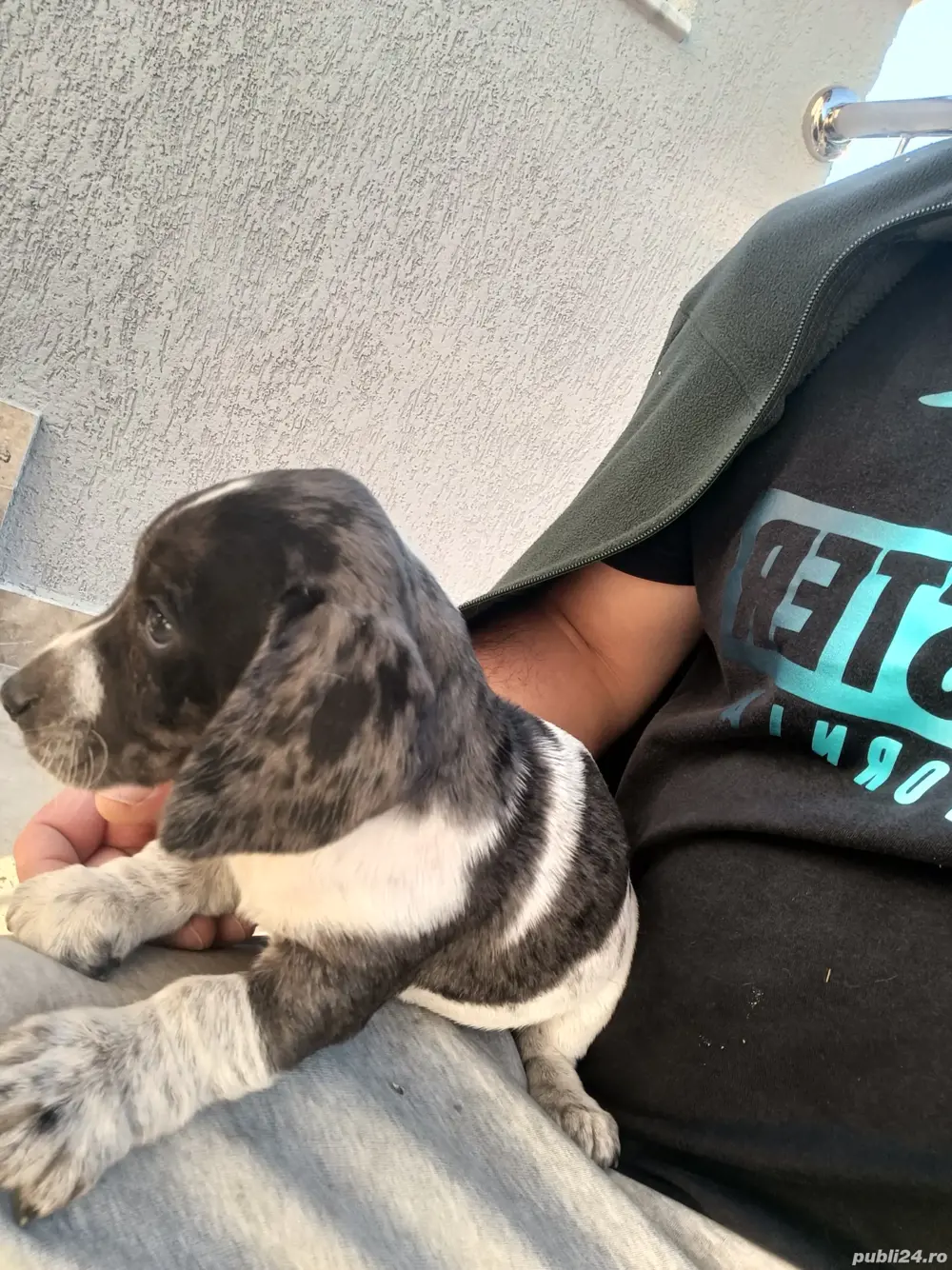 Teckel arlechin merle tekel