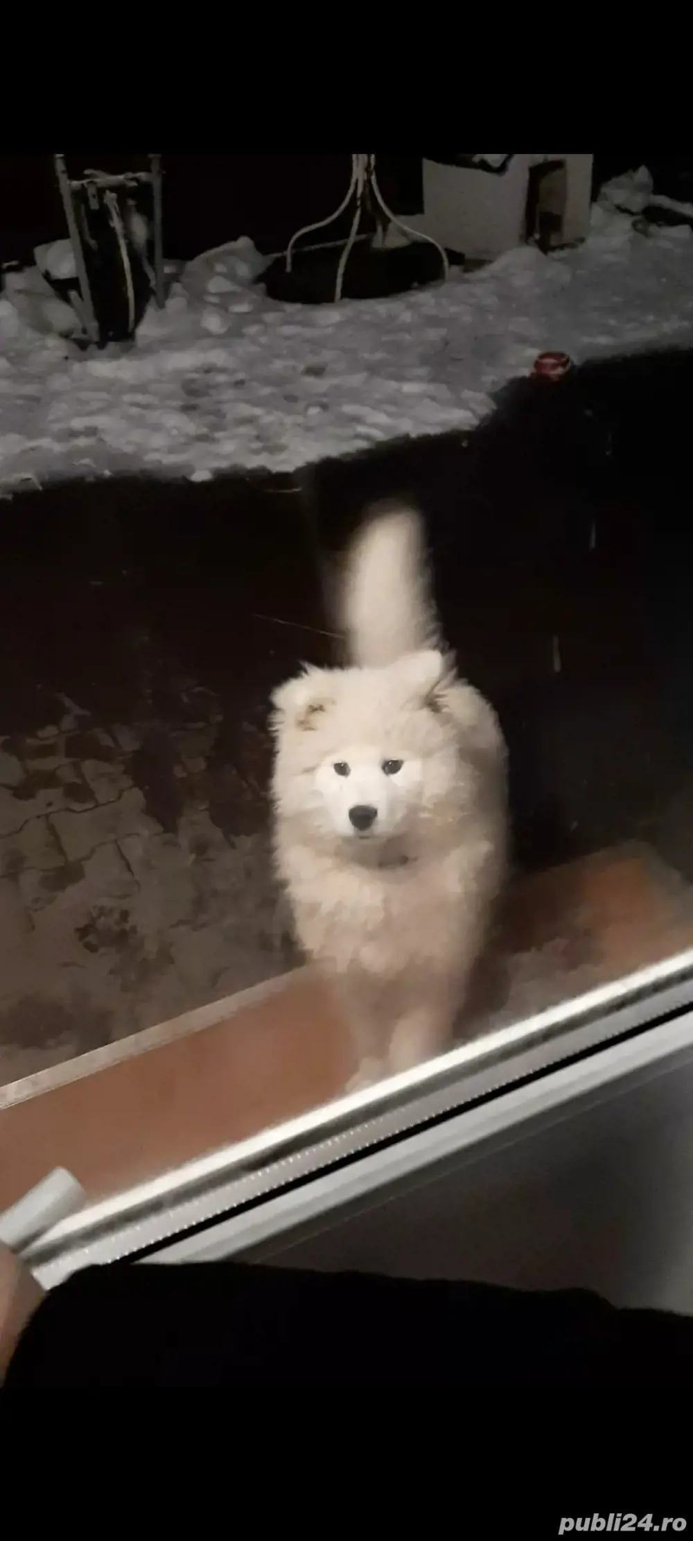 samoyed de vânzare 