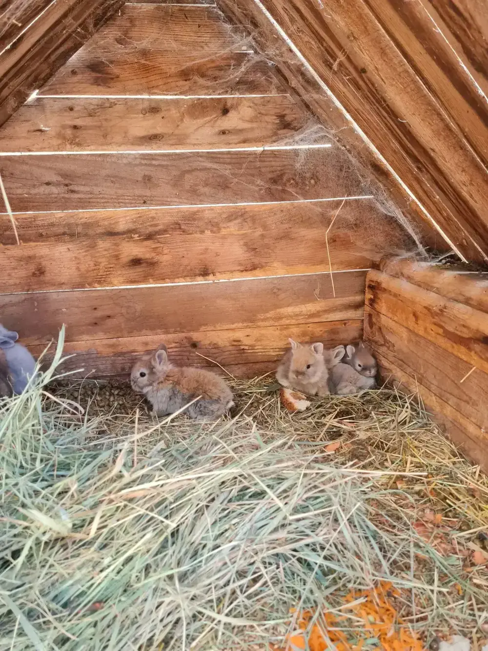 Iepurași cap de leu 