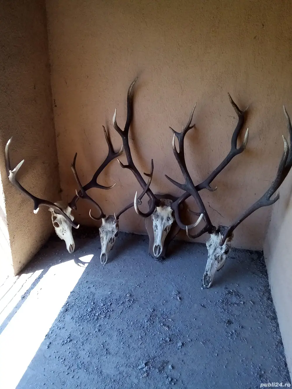 trofee vînătoare 