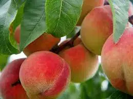 Job in agricultura Spania Job in agricultura Spania