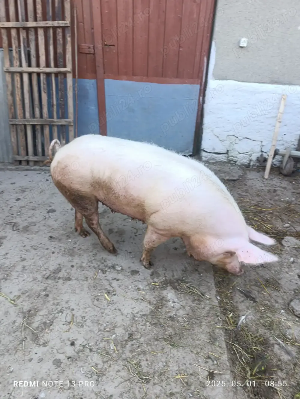 Scroafa Scroafa de vanzare Tarcaia - Animale