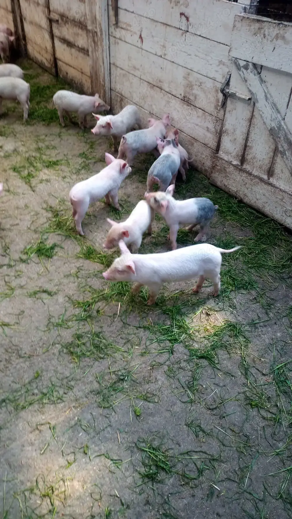 vand purcei de 8 saptamani