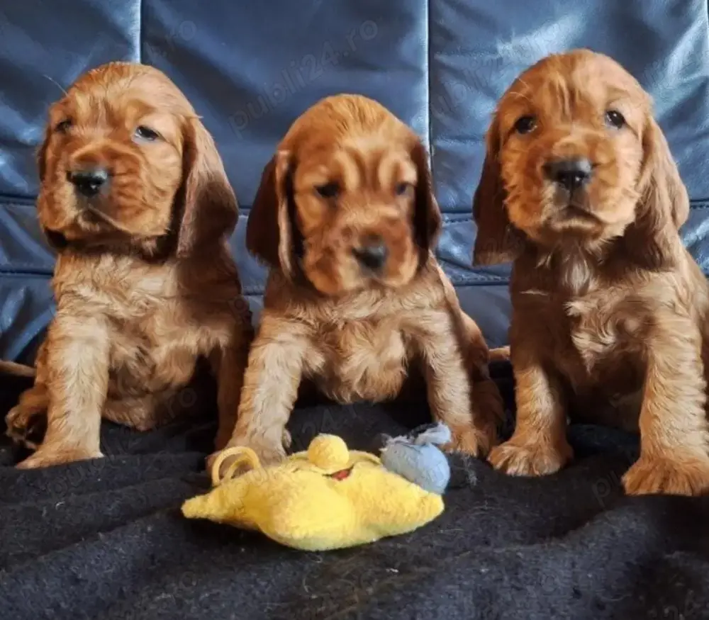 Vand pui de cocker coker spaniel spaniol diferite culori!! Vand pui de cocker coker spaniel spaniol diferite culori!!