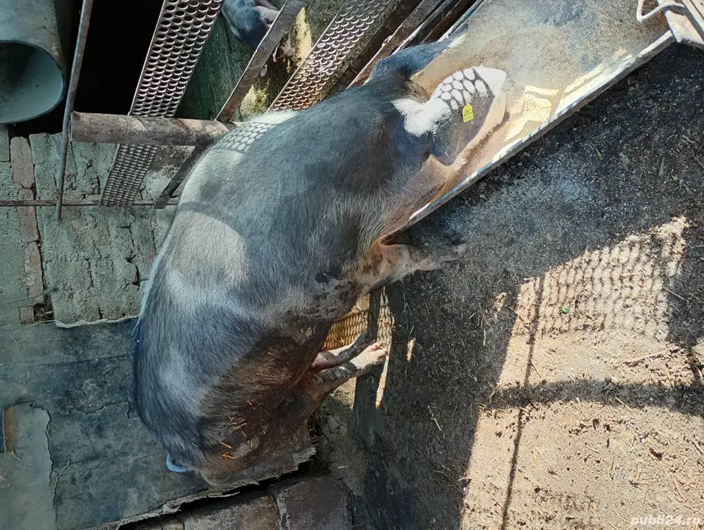 vand porci metis pietrain