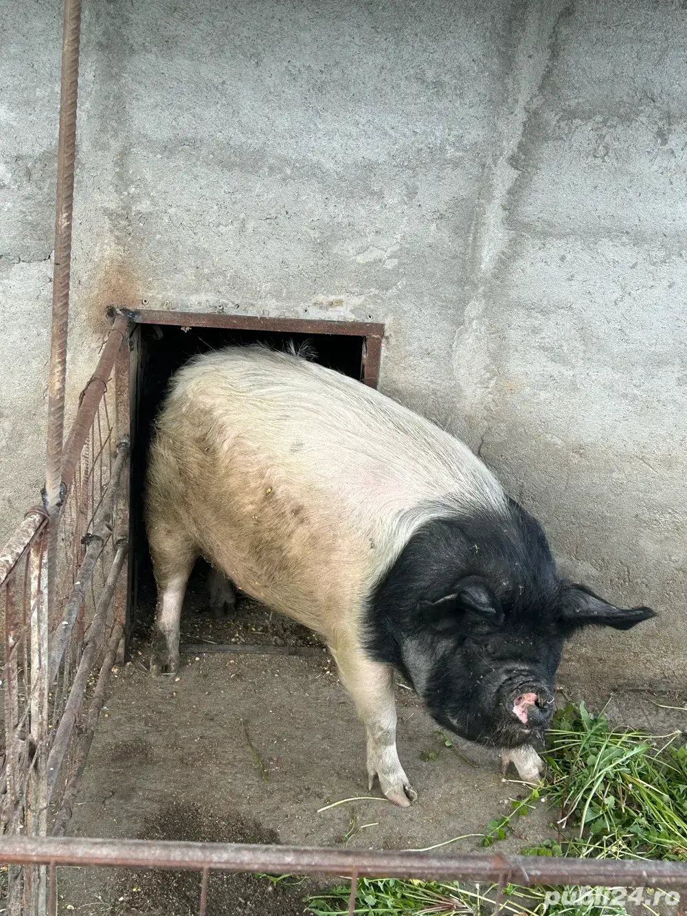 Vand porc de taiat bazna Vand porc de taiat bazna