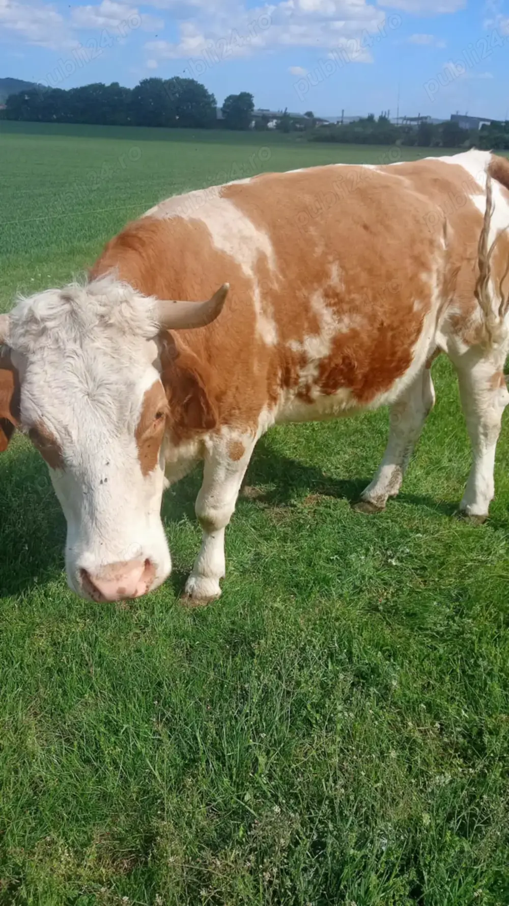 Vând juninci gestante! Vând juninci gestante!