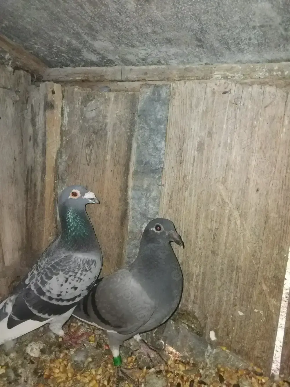 Vind porunbei voiajori