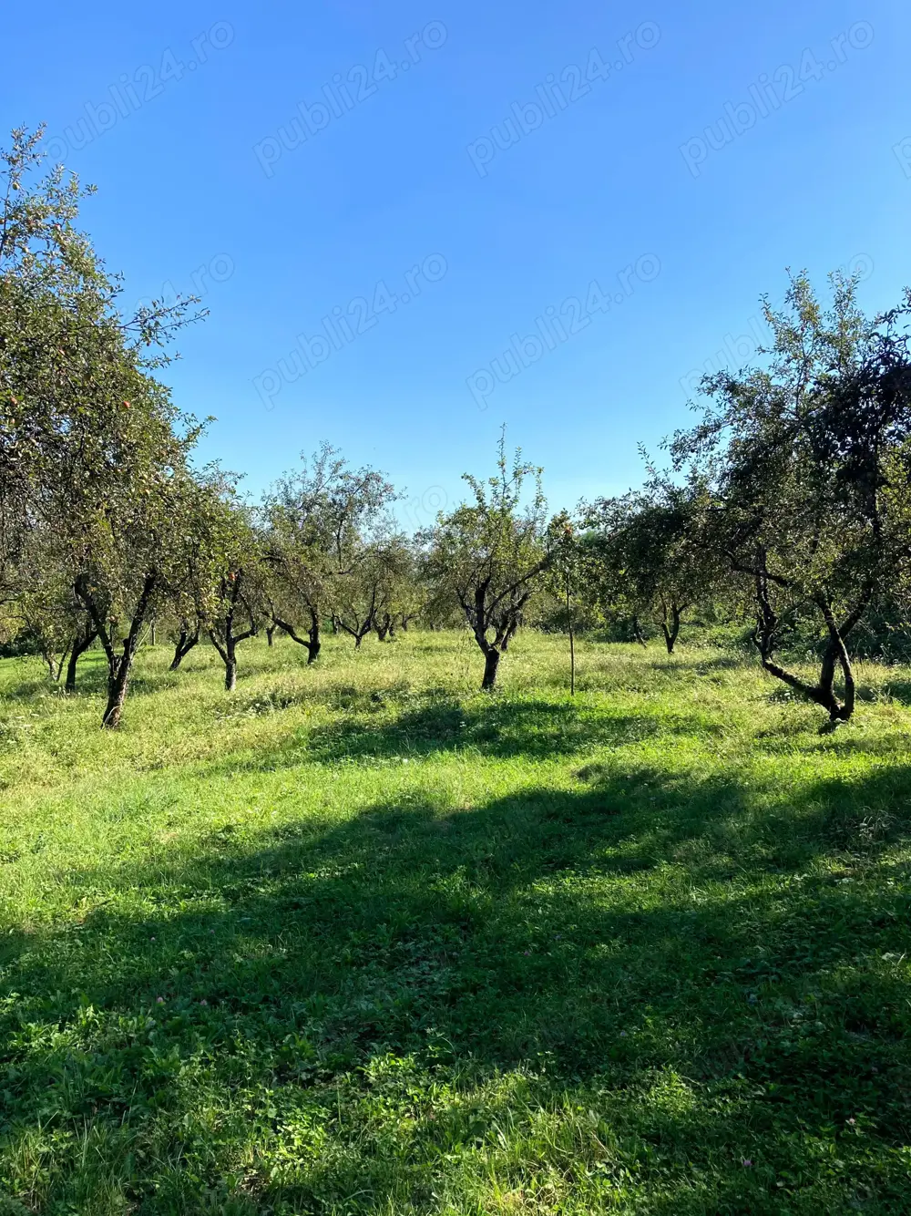 Teren intravilan de vanzare