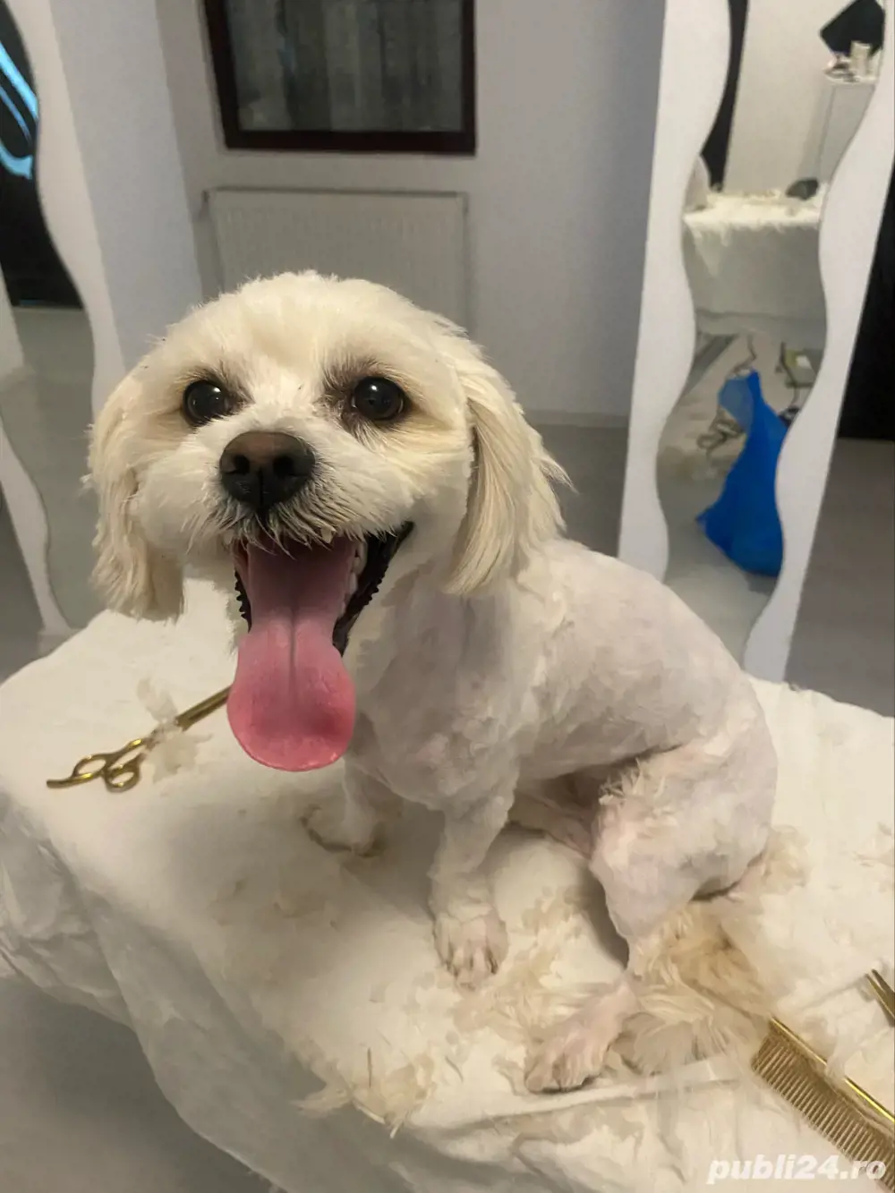 Tuns caini si pisici la domiciliu Tuns caini si pisici la domiciliu