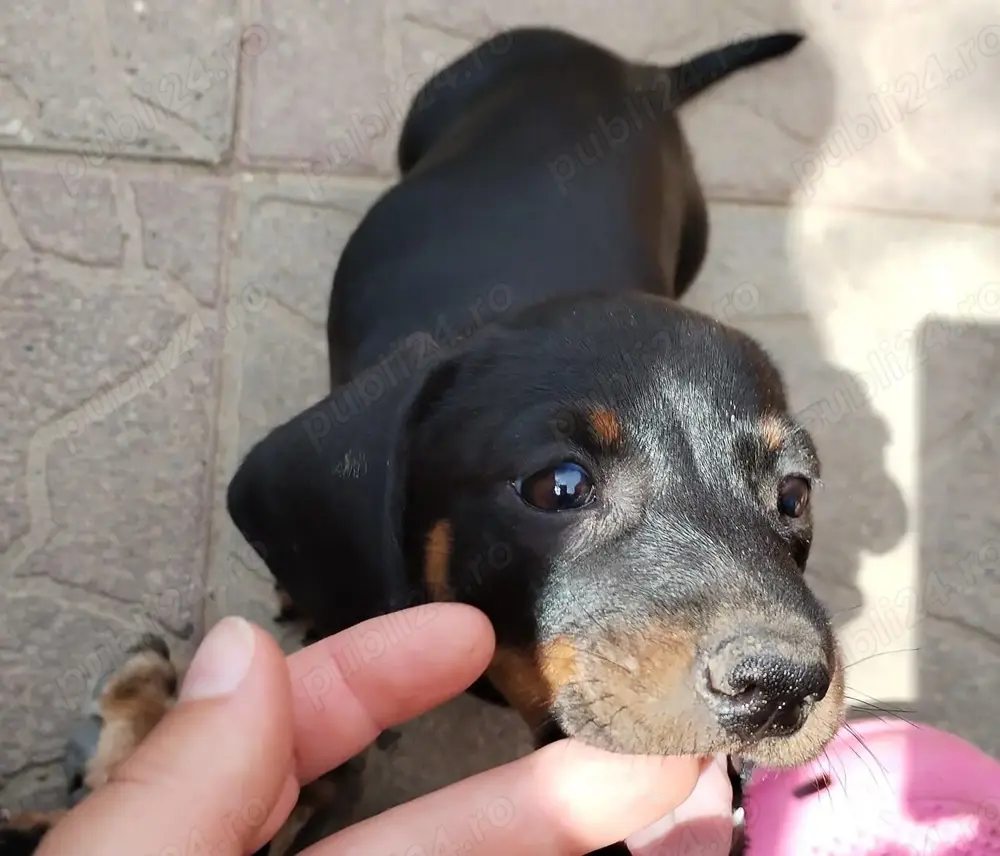 Femela si mascul teckel tekel techel 