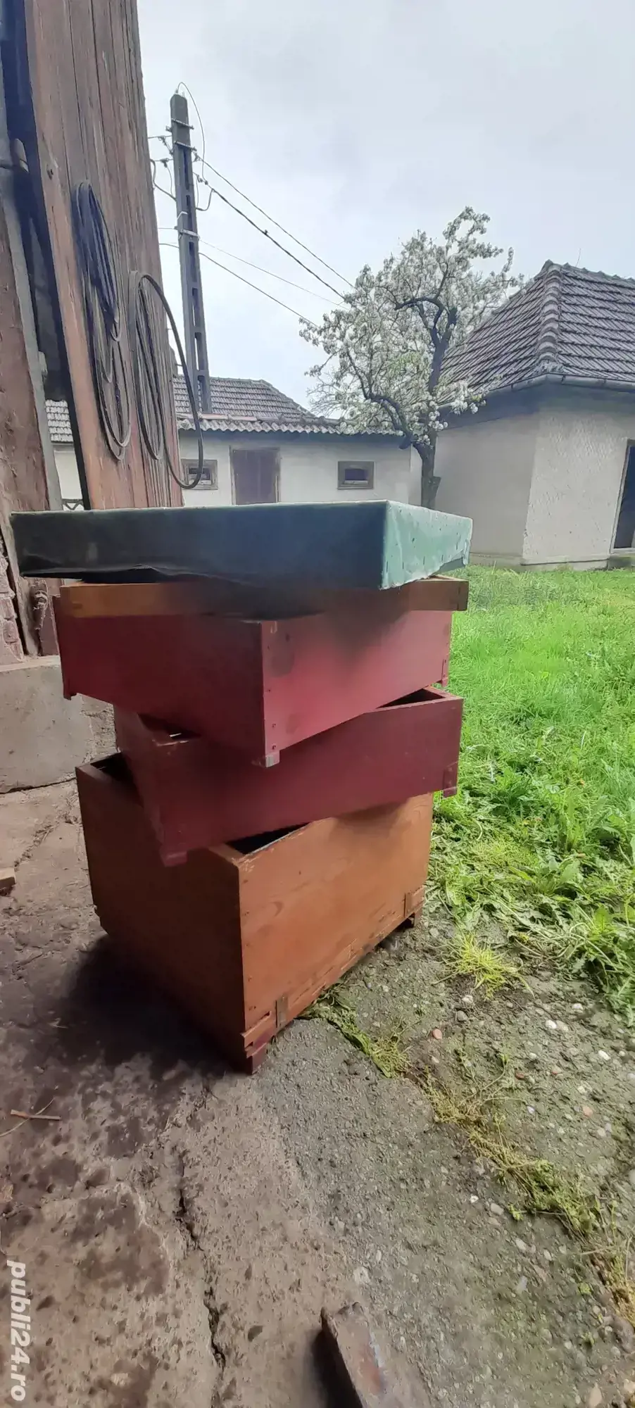 Lazi albine verticale 