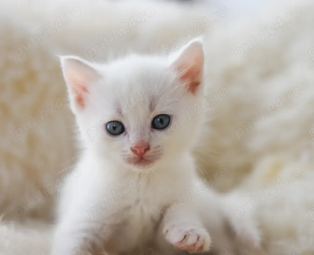 Pisicut alb angora turceasca 