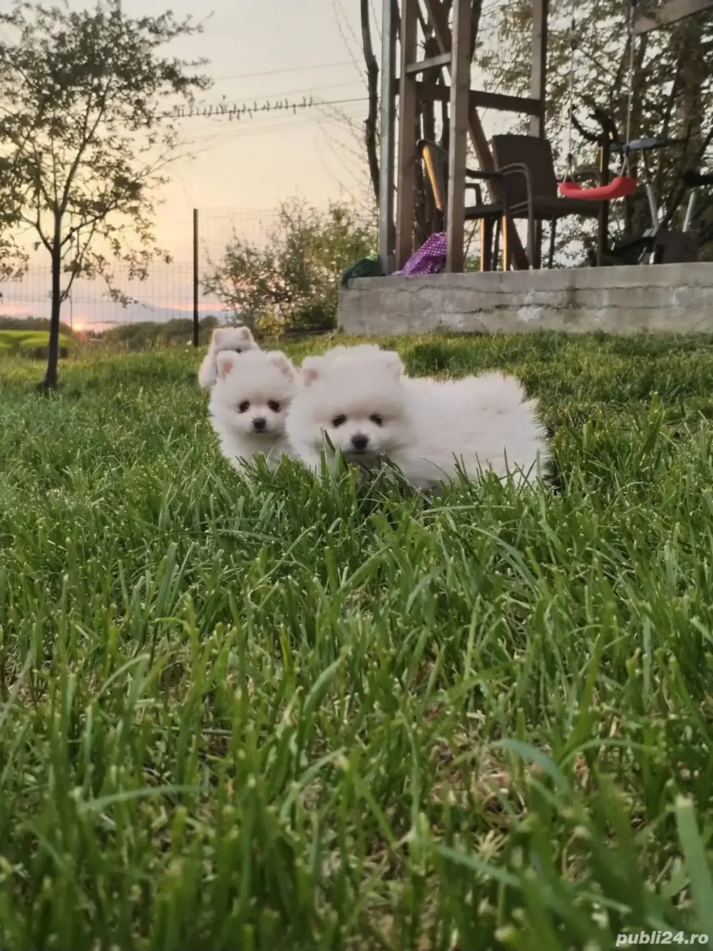 Disponibili pui de pomeranian  Disponibili pui de pomeranian